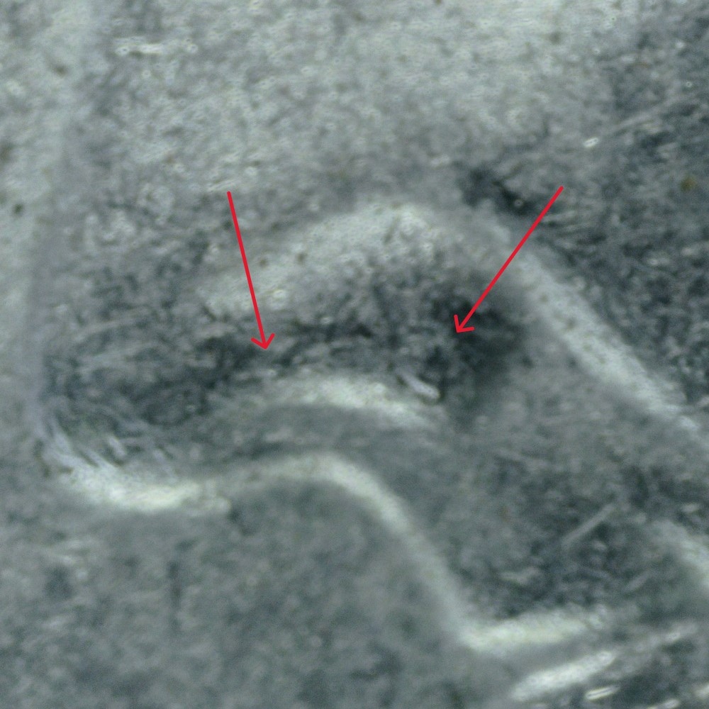 2019-P-Roosevelt-Dime:-WDDR-002?
