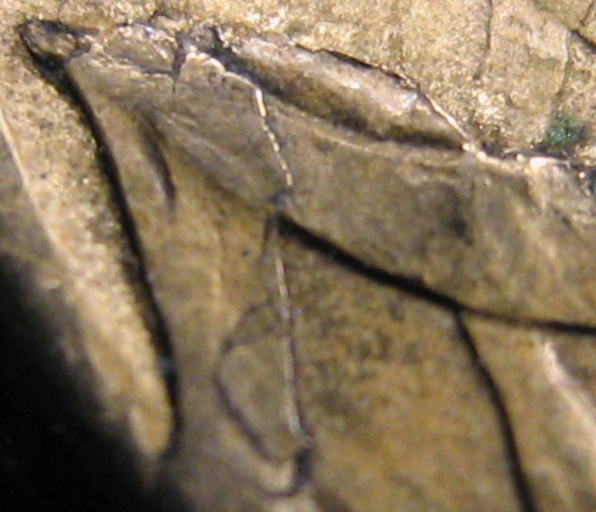 $1-1994-Mor---Messy-Lamination-Flaw?