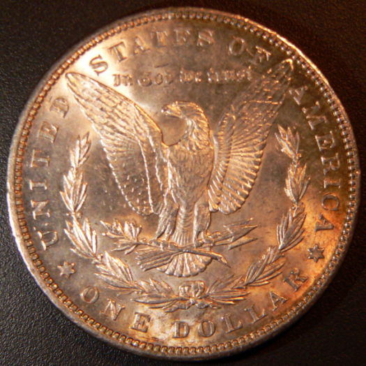 A-Couple-1900-Morgans-For-Grading