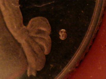 Help-On-1981-Type-2-Coin-ID
