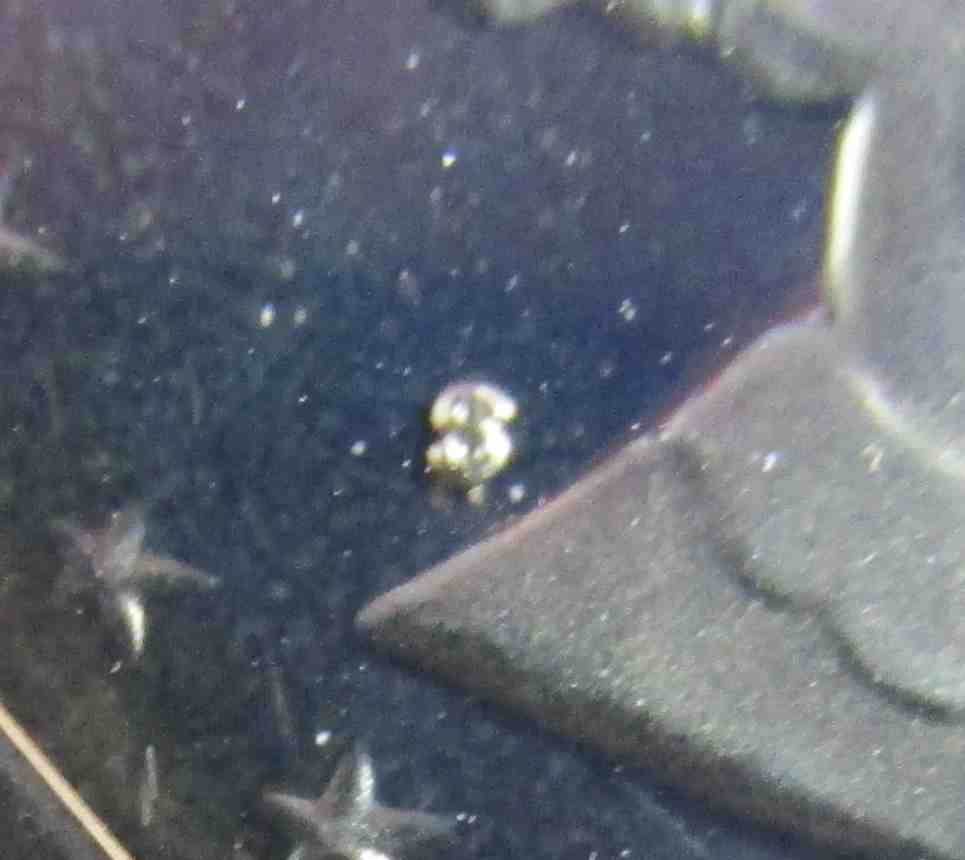 Help-On-1981-Type-2-Coin-ID