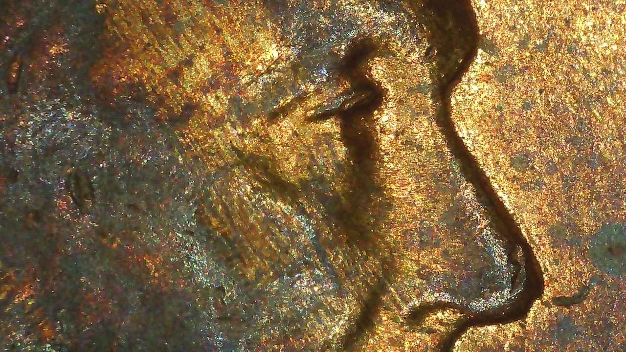 1938-Lincoln-Cent-Woody
