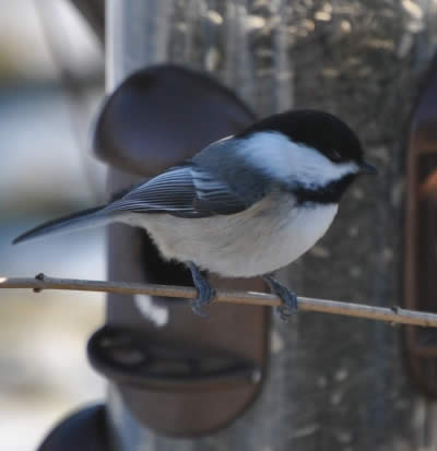 Missing-Artist-Initials-On-25-Cent-Bird-Series