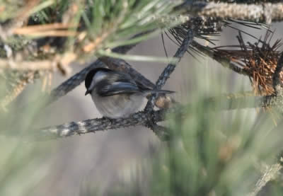 Missing-Artist-Initials-On-25-Cent-Bird-Series