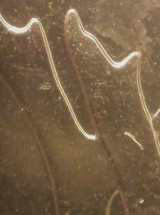 1991-25-Cents-Struck-Through-With-Reverse-Doubling