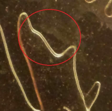 Who's-Found-A-1991-Quarter-In-Circulation?