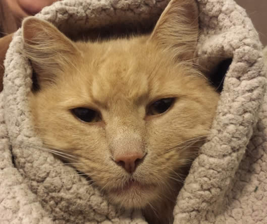 Buddy-Needs-Your-Prayers