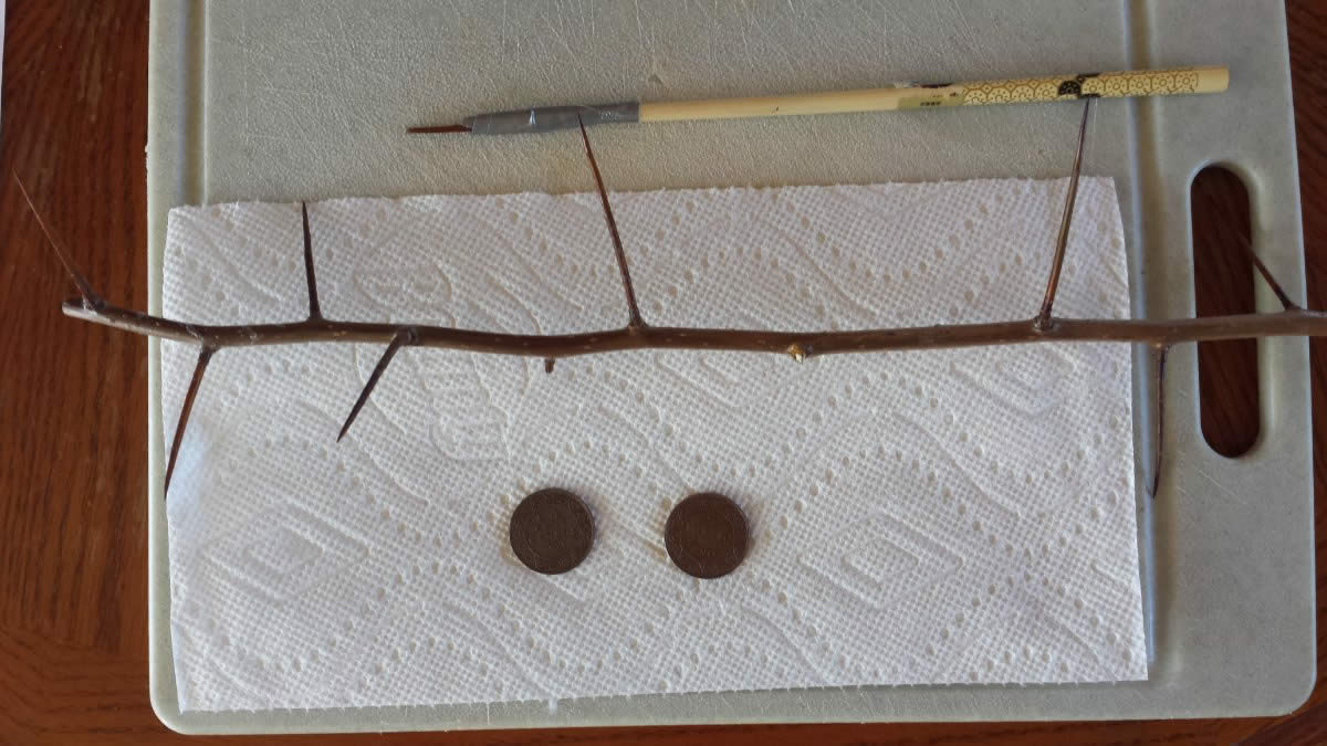 First-Attempt-At-Conservation-With-Hawthorn-Branch