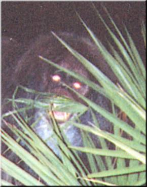 Finding-Bigfoot:-Found-Him!