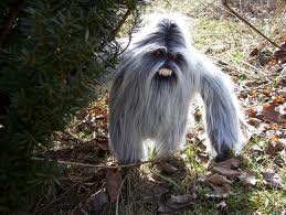 Finding-Bigfoot:-Found-Him!