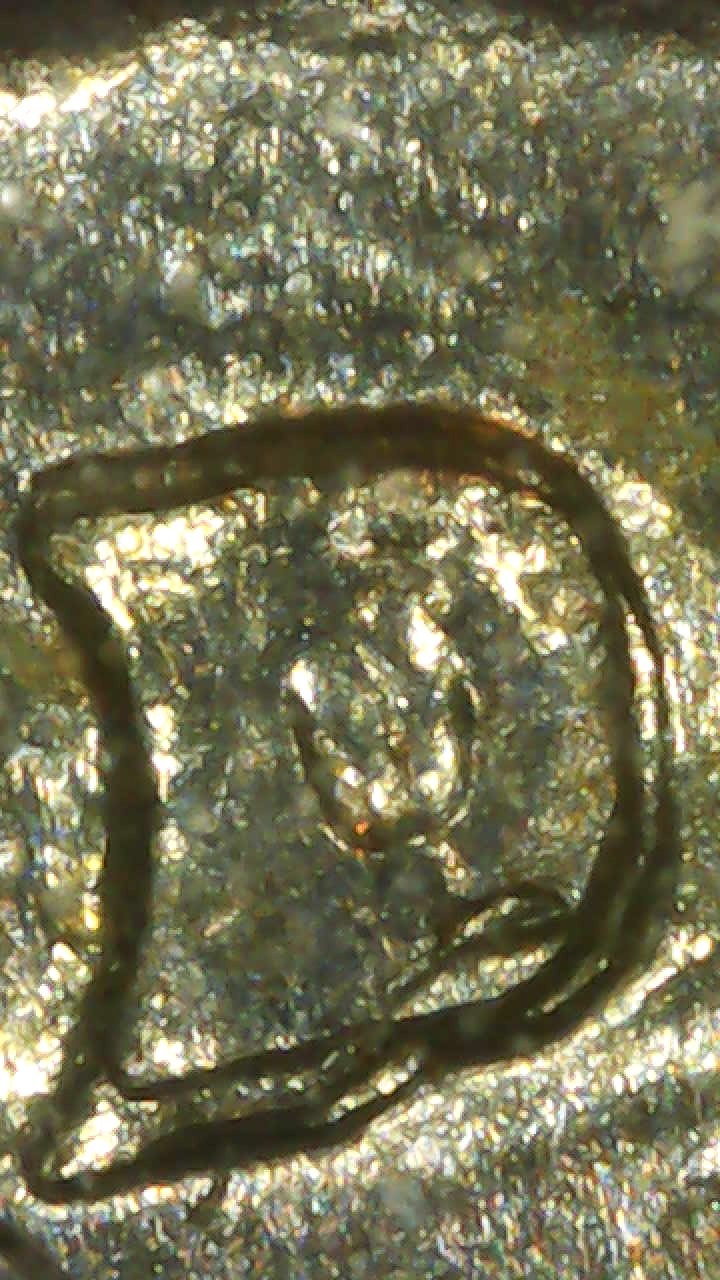 1954-D/D-Quarter-I-Hope-It-Is?