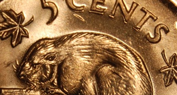 1963-5-Cents....beaver-With-Apparent-Concussion!