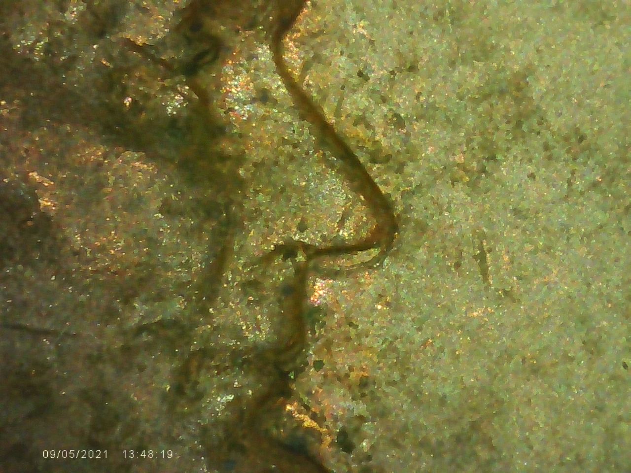 1967-And-1973-D-Lincoln-Cents-With-Machine-Doubling-Correct