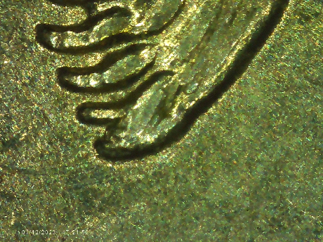 2008-P-Alaska-Quarter-Somethings-Wrong-With-The-Bears-Paw