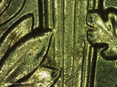 2019-D-Dime-Possible-Doubling-On-Leaf-On-Left-Side-Of-Torch-Also-Nice-Raisin-Die-Chip-On-D-Of-Dime