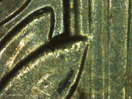 2019-D-Dime-Possible-Doubling-On-Leaf-On-Left-Side-Of-Torch-Also-Nice-Raisin-Die-Chip-On-D-Of-Dime