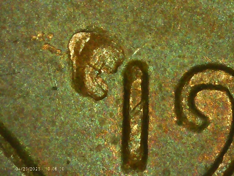 1971-P-LMC-Is-This-PMD-Or-A-Die-Chip?