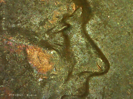 1952-D-LWC-Raised-Area-Above-Eyelid-Is-It-Die-Chip-Or-Moved-Metal?