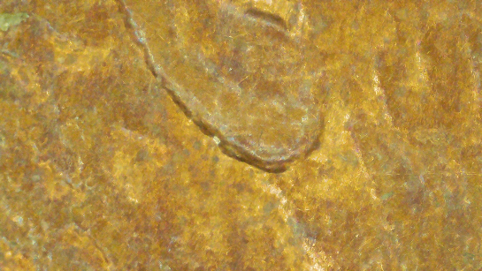 1992-D-LMC-Possible-Doubling-Under-Ear