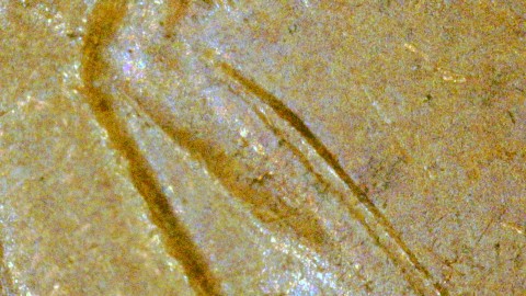 1974-LMC-Penny-/-DDO-Or-Worthless-Anomaly?