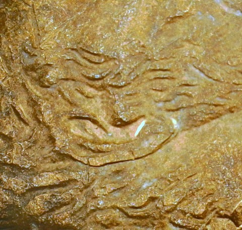 1995-D-LMC-Penny,-Possible-New-DDO-?
