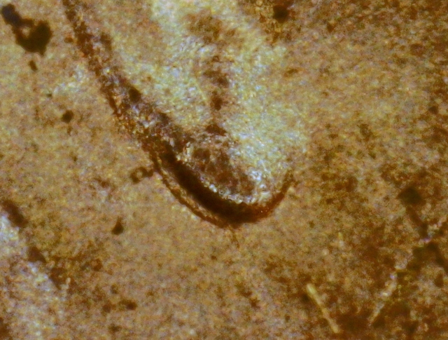 2023-LSC-Penny-Possible-New-DDO-?