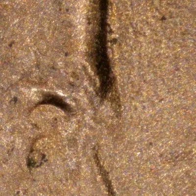 2024-LSC-Penny-/-WDDO-001