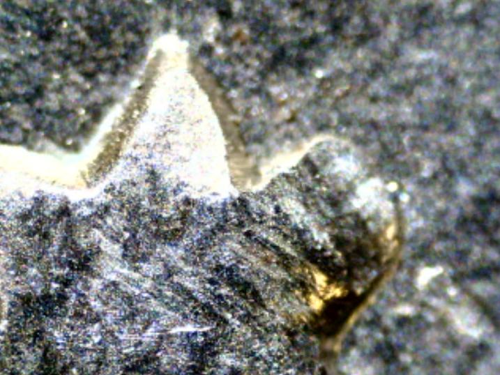 1886-P-VAM-19-Variation?-Update---VAM-23