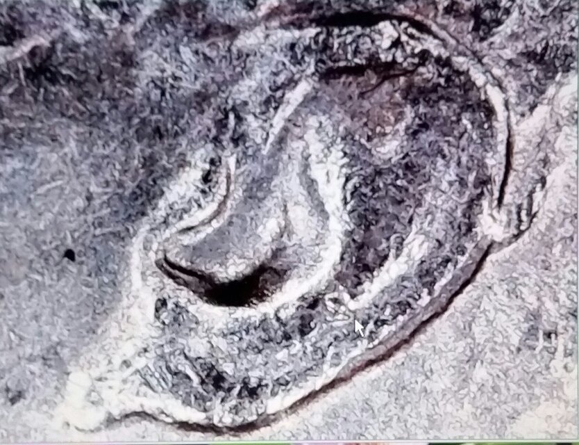 1981-D-Kennedy-Hd-Doubled-Inner-Ear
