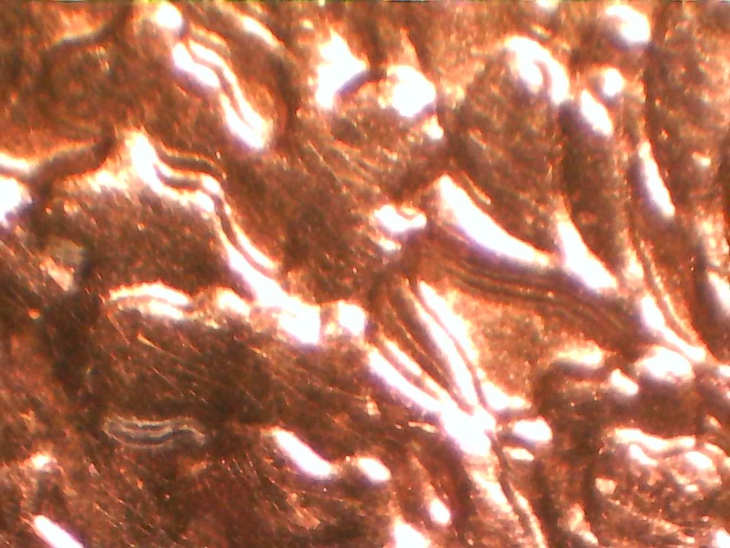 1989-ASE---Could-These-Be-DDO-Face-&-Bouquet-Or-MD