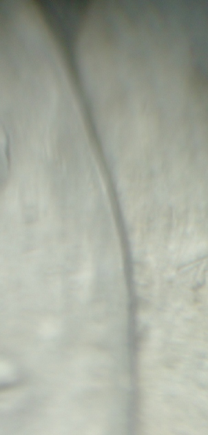 1881-S-Morgan-Dollar-VAM-22-Help