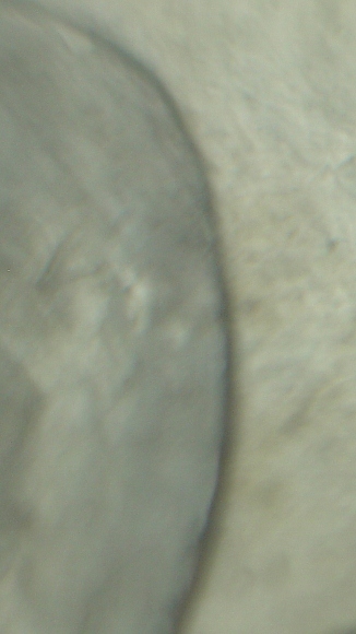1881-S-Morgan-Dollar-VAM-22-Help