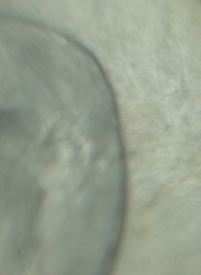 1881-S-Morgan-Dollar-VAM-22-Help