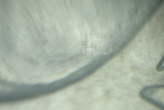 1881-S-Morgan-Dollar-VAM-22-Help