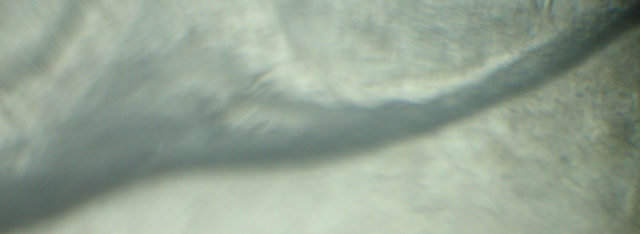 1881-S-Morgan-Dollar-VAM-22-Help