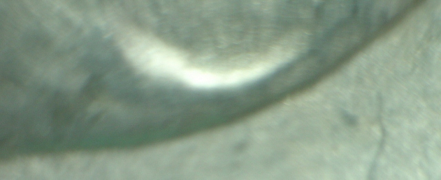 1881-S-Morgan-Dollar-VAM-22-Help