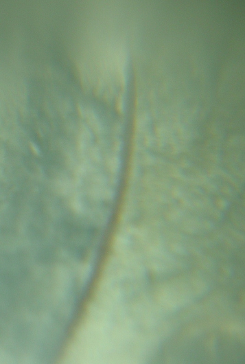 1881-S-Morgan-Dollar-VAM-22-Help