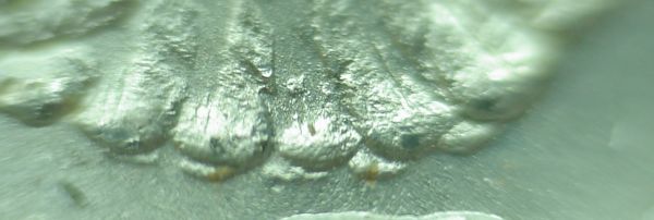 7/8-Tail-Feathers-Morgan-Dollars