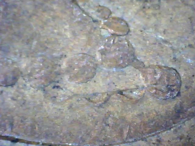 Extra-Necklace-Or-PMD-On-This-1991-Cent?