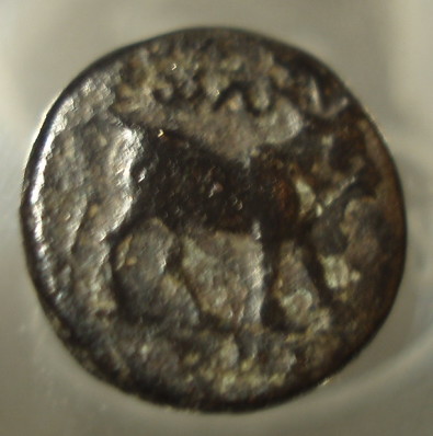 Ummm,-Can-Anybody-Identify-This-Bull-Coin?