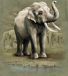Elephant-Coin-=>-Bactrian-Kings,-Demetrius-I-...-*sweet*