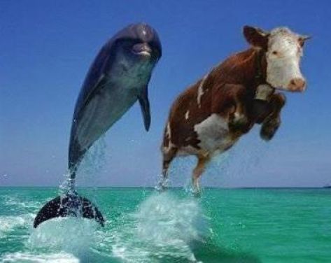 A-Surfing-Cow-