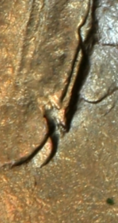 1916/1916-Nickel-DDO-?-Need-Experienced-Opinion