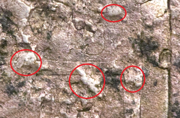Potential-Counterfeit-Countermark-8-Reales-In-Upcoming-Heritage-Sale?