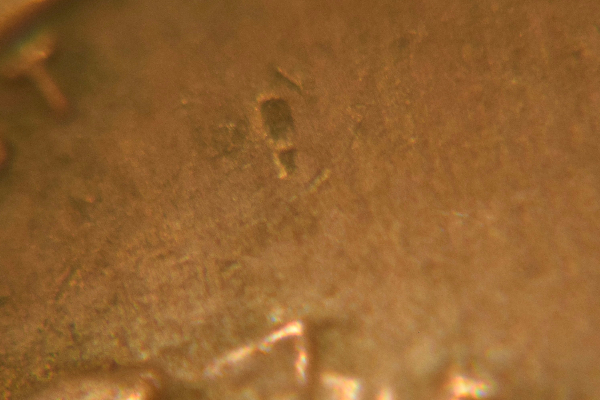 Floating-8?-1981-D-Lincoln-Penny