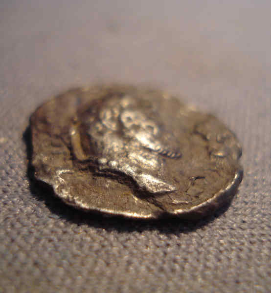 To-Be-Siliqua,-Or-Not-Be-A-Siliqua,-That-Is-The-Question.