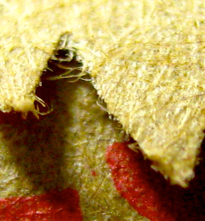 New-Contest--Guess-It-*photo-ID-*---And-Guess-The-Grade--