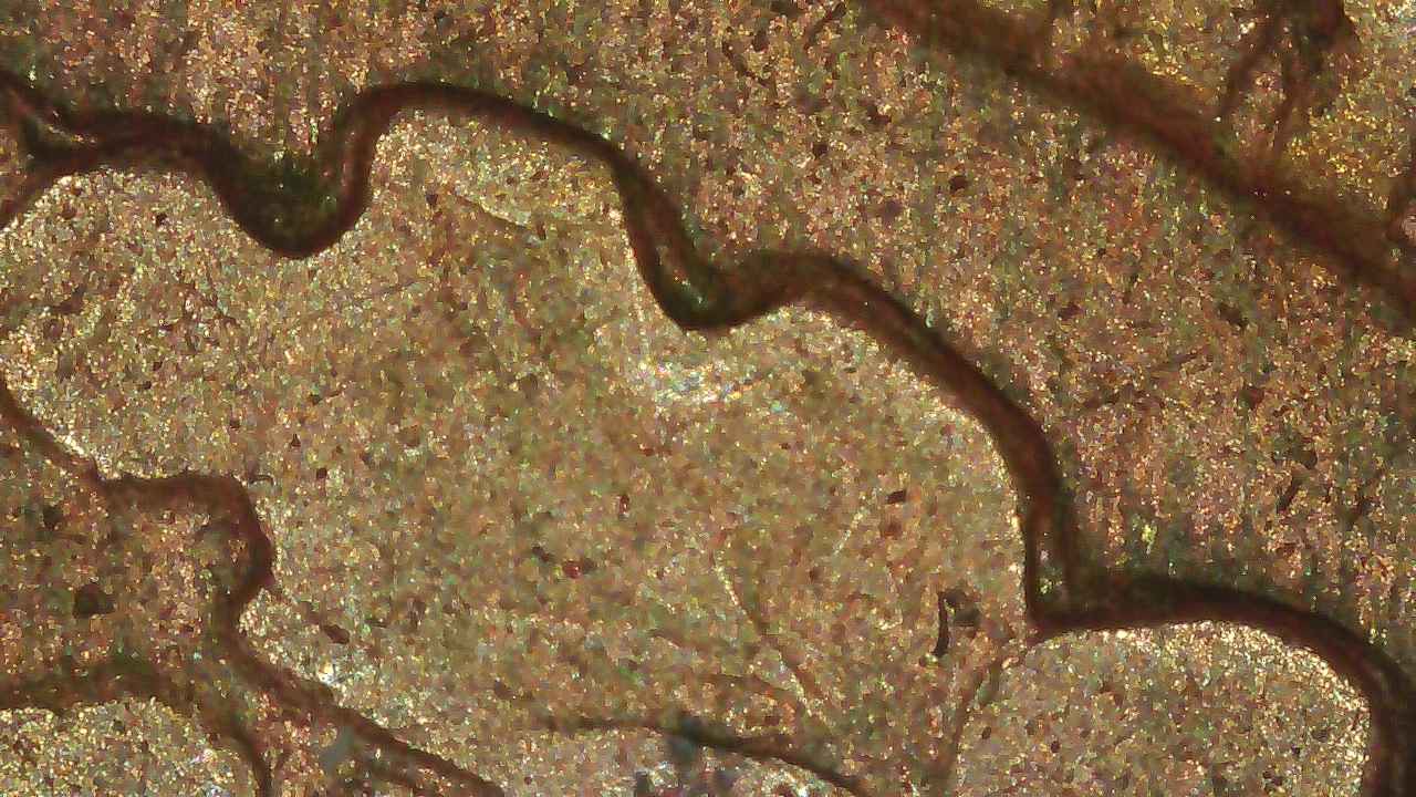 1906-Indian-Head-Penny-With-Potential-DDO-/-DDR?