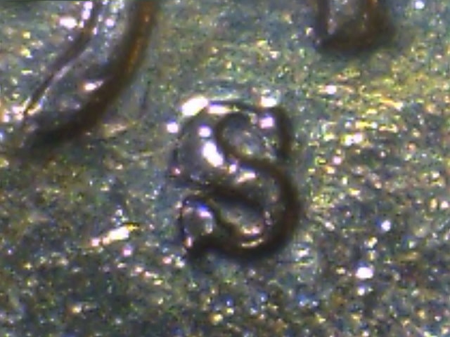 1944-S-Wheat-Cent-...looks-Gold,-Sticks-To-Magnet-?