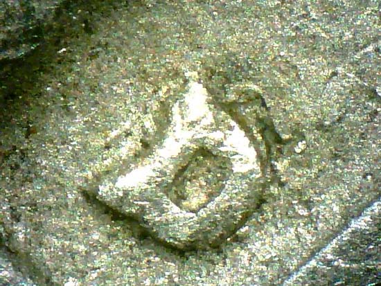 1954-D/S?
